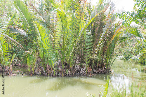 Palms trees