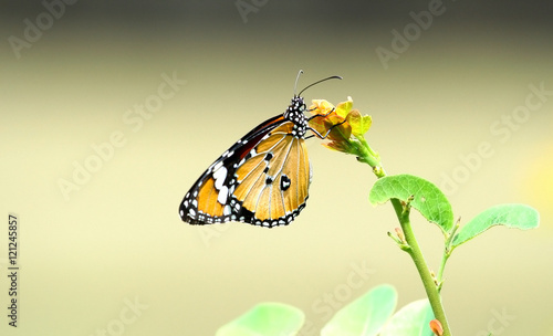 The plain tiger butterfly perching is on the treetop © tatui1761