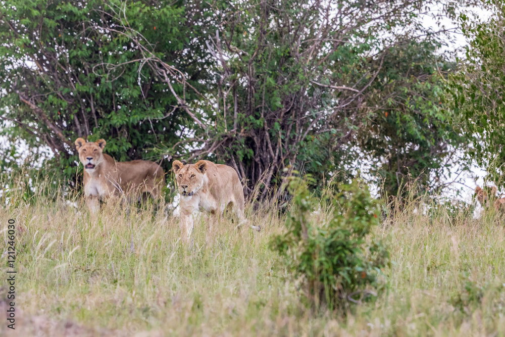 Lions that goes and scout in the grass Lions that goes and scout in the grass