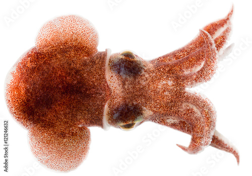 Warty Bobtail Squid (Rossia palpebrosa) animal Kara sea