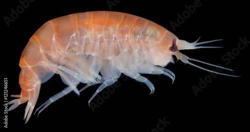 Amphipoda - inhabitant of the Kara Sea