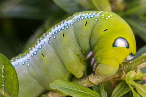 Close up macro Caterpillar / green worm is eating tree leaf