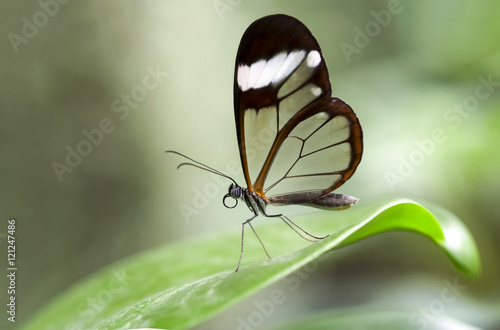 Glasswinged Butterfly photo