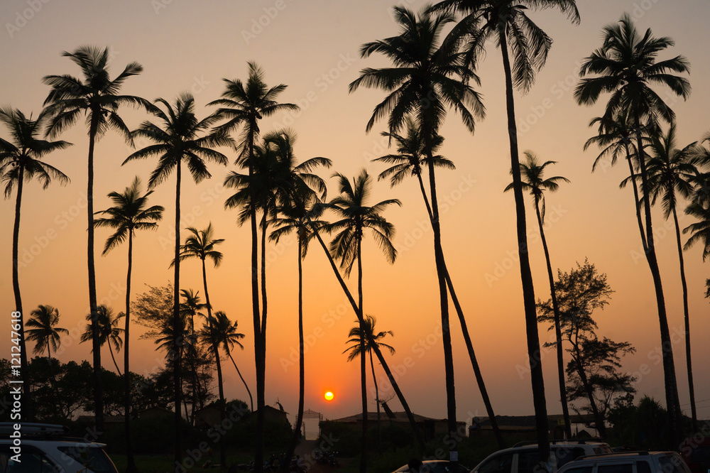 Tall Coconut Tree Silhouettes During Orange Sunset in Anjuna, Goa - India