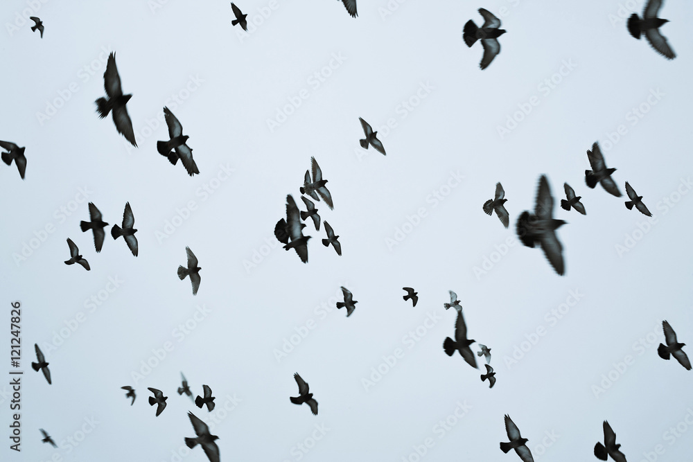 Obraz premium Flock of birds flying