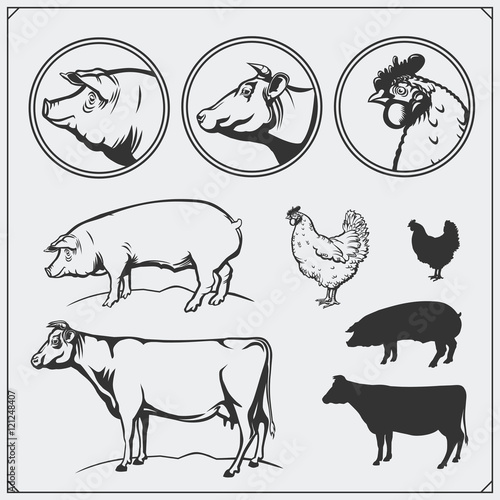 Set of butchery labels and emblems: chicken, pork and beef. Vintage style. Illustration of cow, hen and pig.