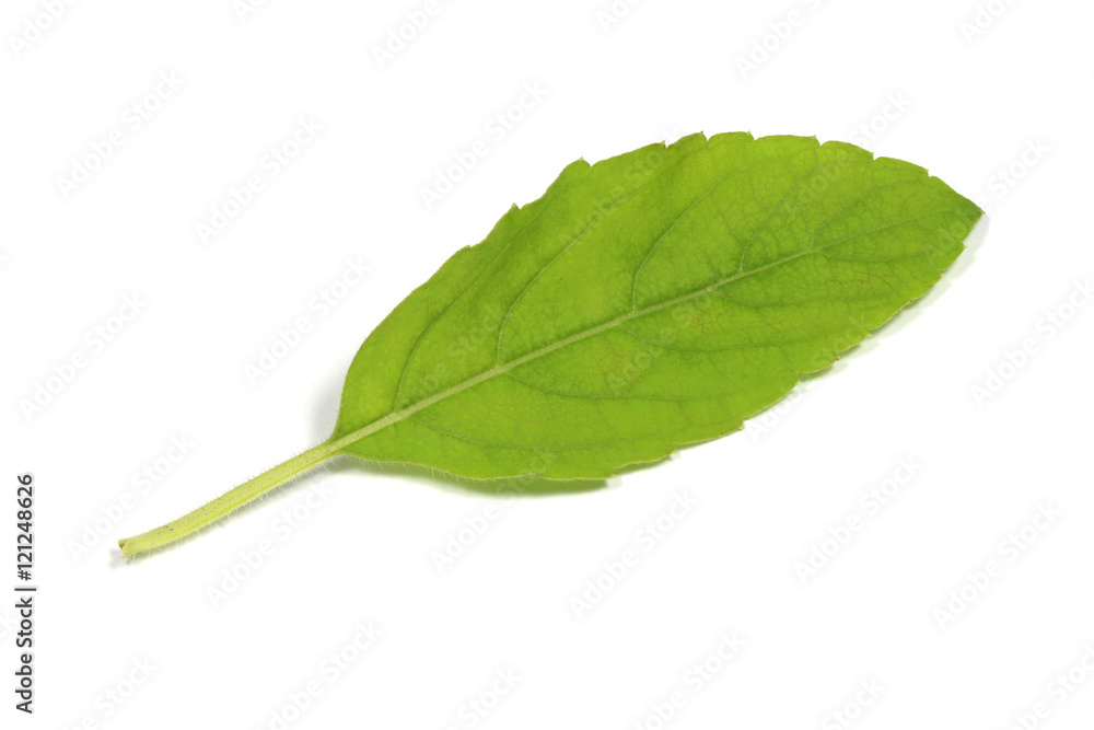 Fresh basil leafs isolated on white background Fresh basil leafs isolated on white background