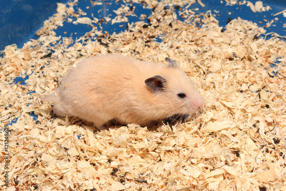 Orange hamster bedding clearance