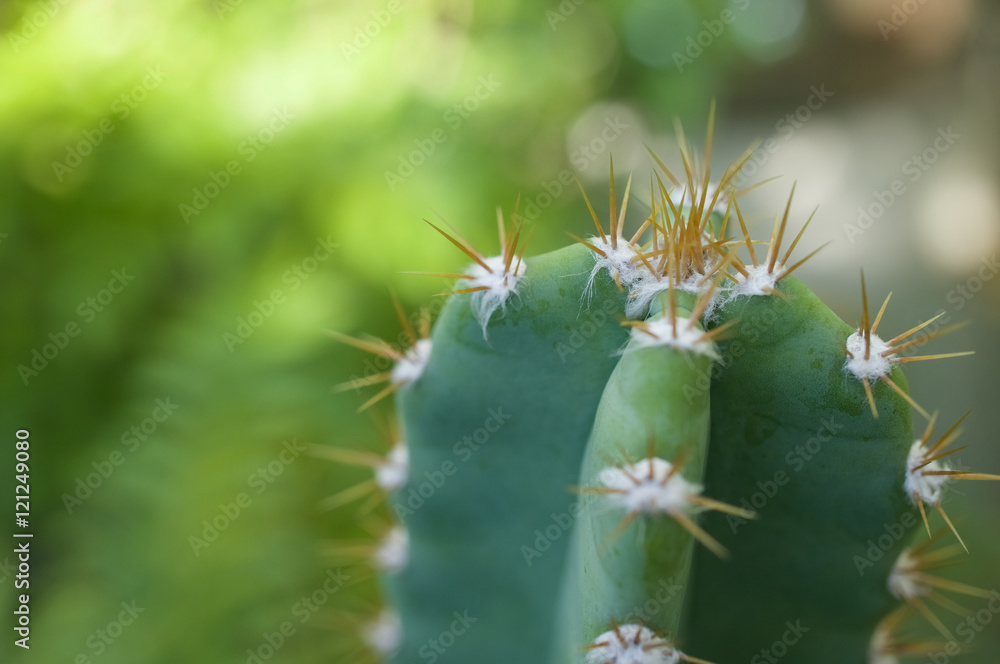Close up cactus fairy castle have bokeh on green background Close up cactus fairy castle have bokeh on green background