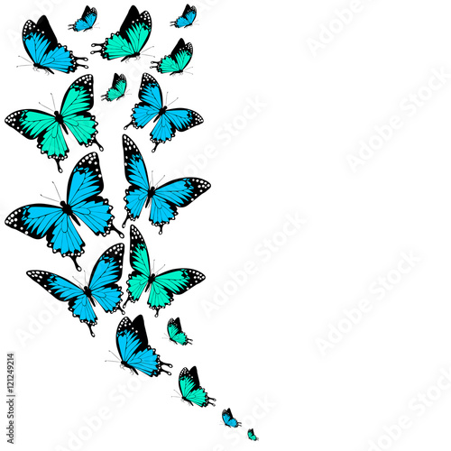 color butterflies isolated on a white