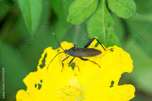 Insect - Notobitus montanus Hsiao

 photo