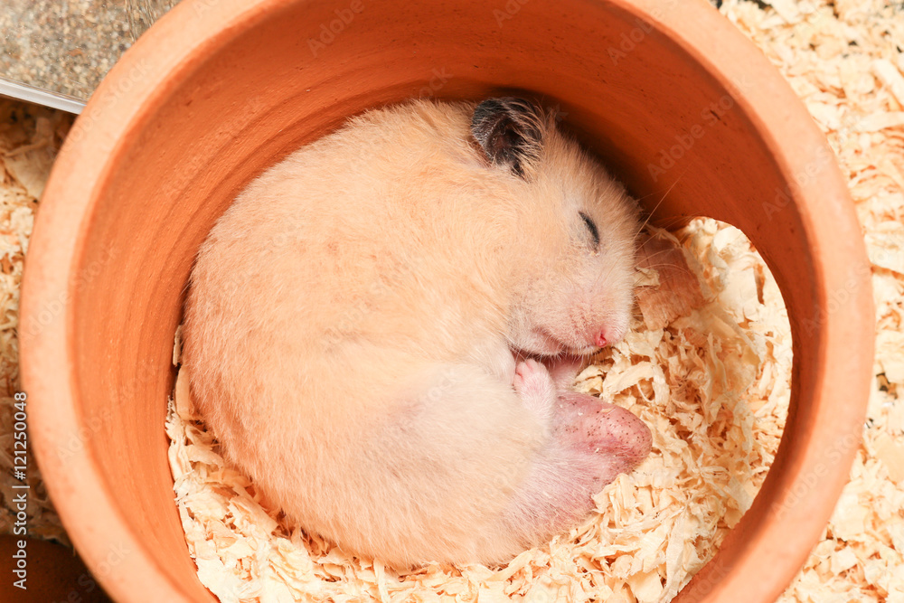 Male sales hamster syrian