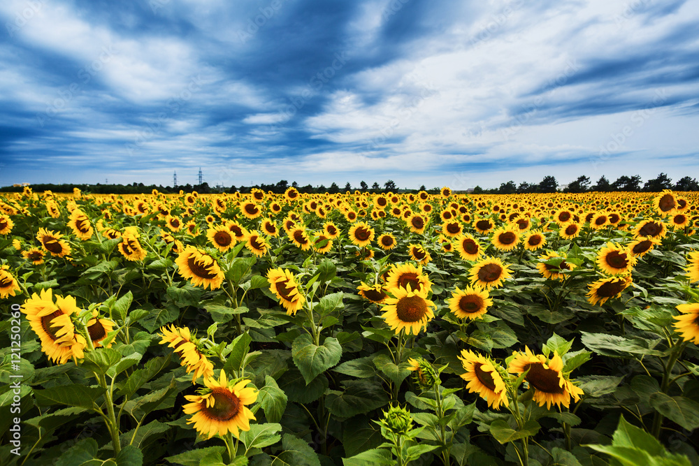 Sunflowers Sunflowers
