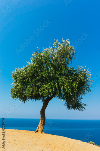  Olive tree photo