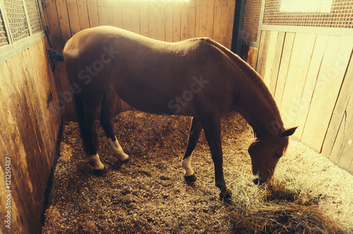 Horse eating hay photo