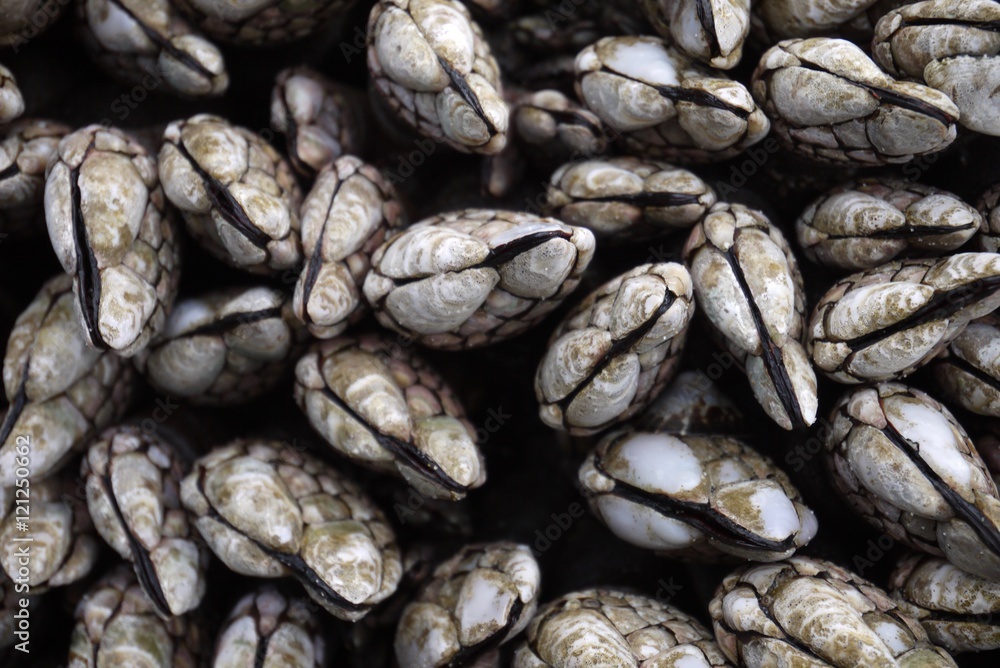Mussels Mussels