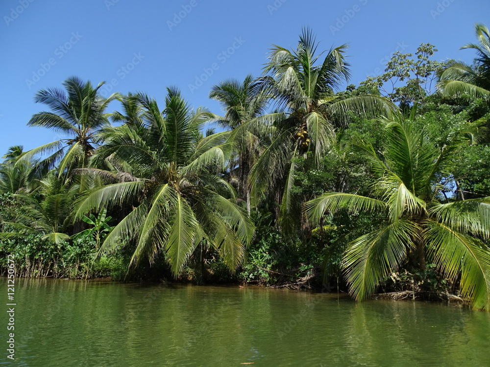 Palmen an grünem  Fluss