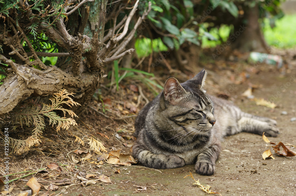 Naklejka premium 猫