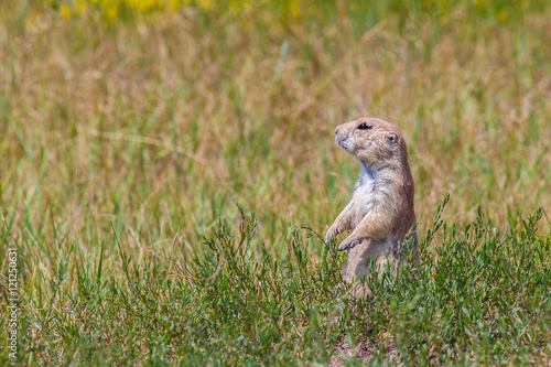A prairie dog in a green field