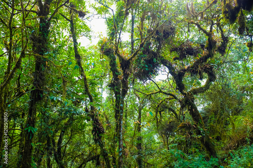 Rainforest greenery scene on Chiangdao mountain photo