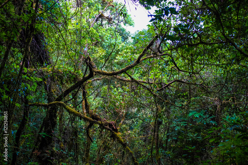 Rainforest greenery scene on Chiangdao mountain