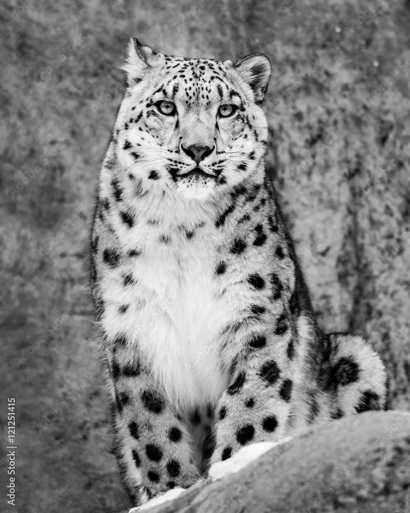 Obraz premium Snow Leopard II