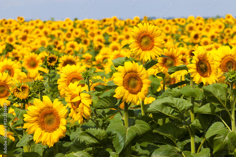 Obraz premium Field of Bright Sunflowers
