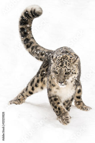 Snow Leopard on the Prowl VIII