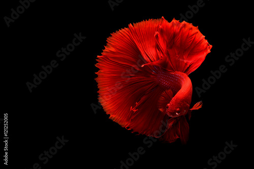 Photos red Siamese betta fish