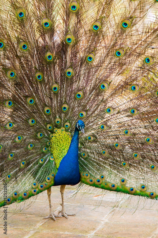 Fototapeta premium Peacock