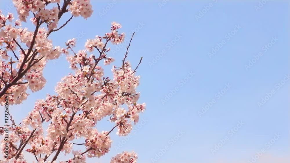 桜ソメイヨシノ