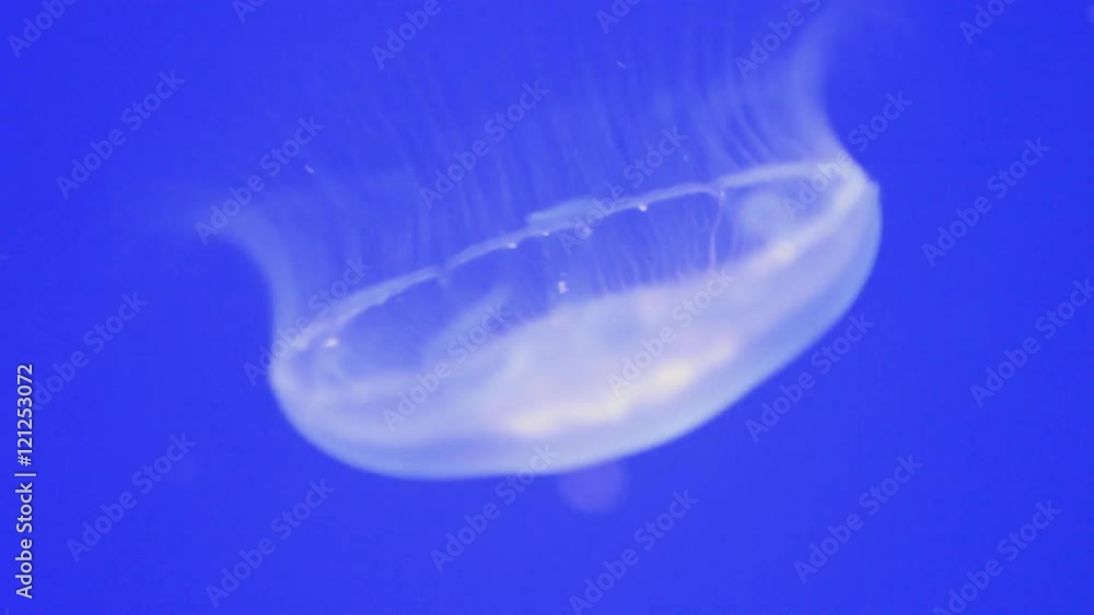 lagoon jellyfish in bright blue water lagoon jellyfish in bright blue water