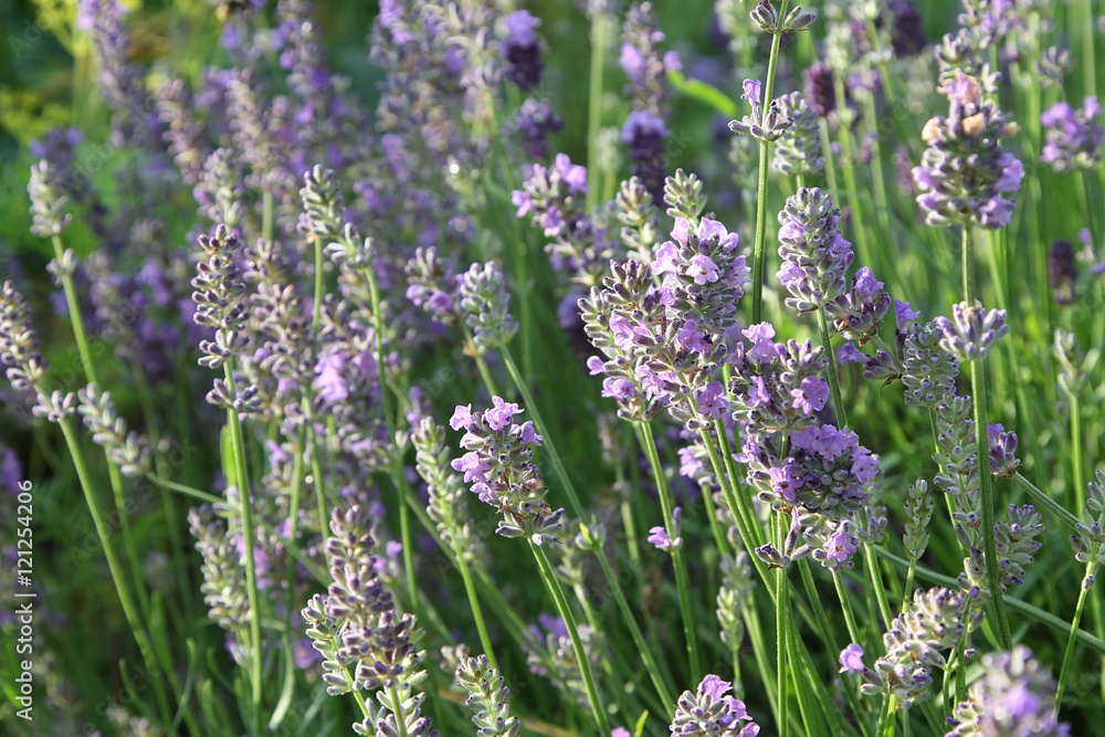 Obraz premium Lavender