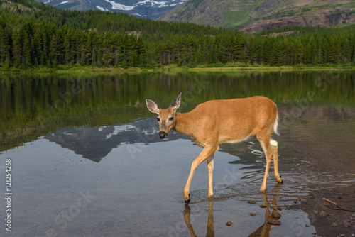 Deer at Fishercap Lake, Glacier National Park, Montana photo