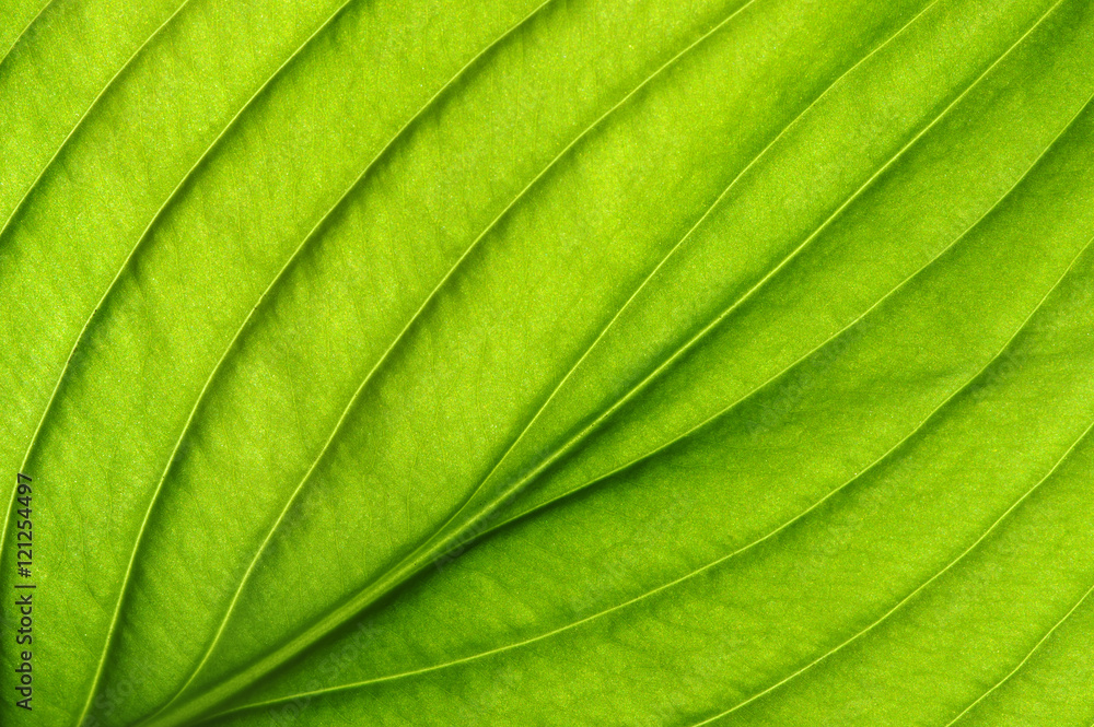 green leaf texture green leaf texture