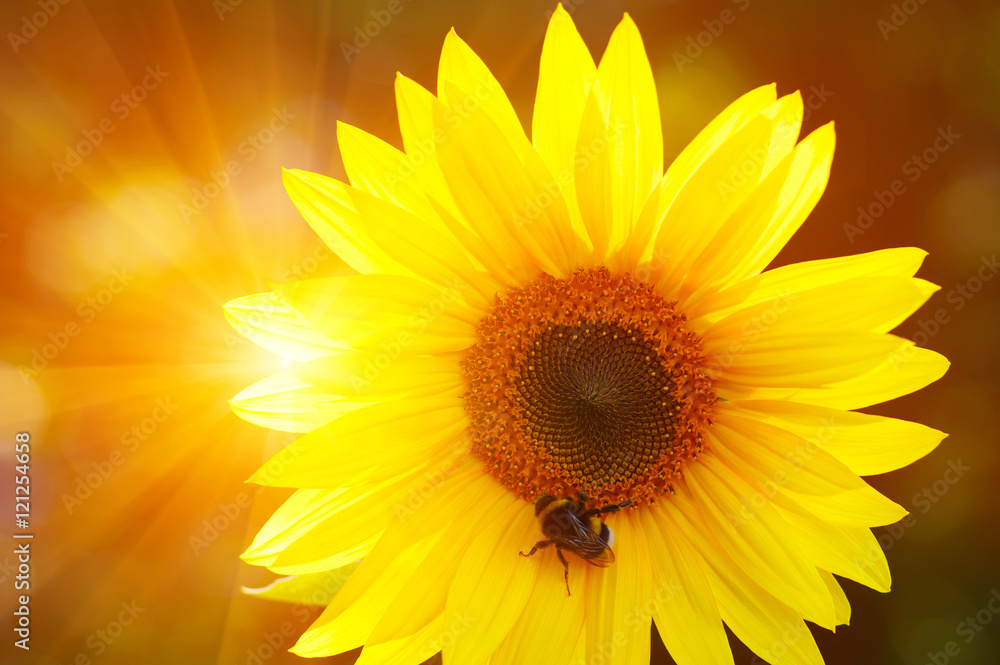 Obraz premium Close up of sunflower