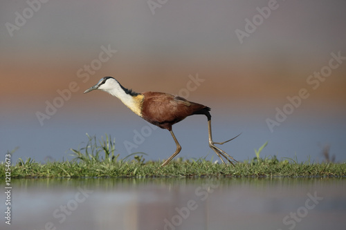 фотографія African jacana, Actophilornis africanus