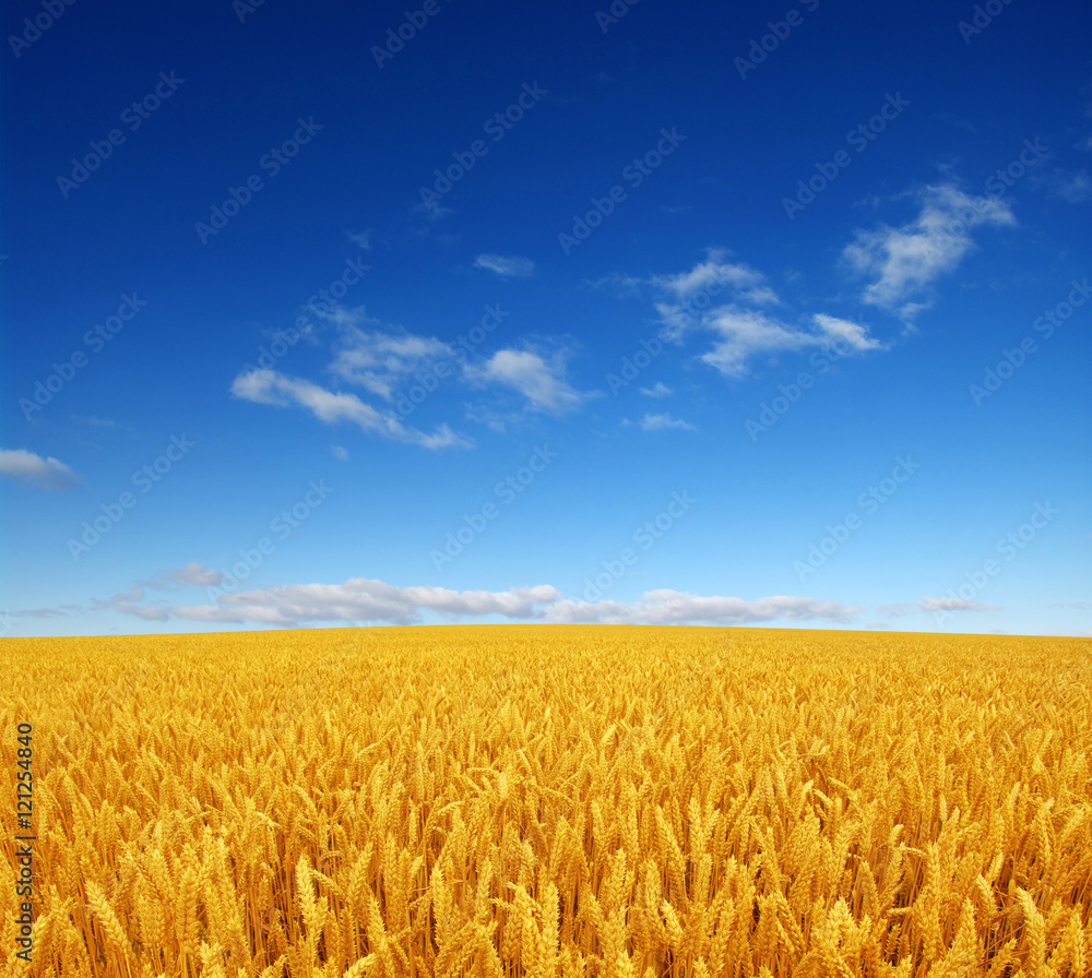 Naklejka premium wheat field and sky