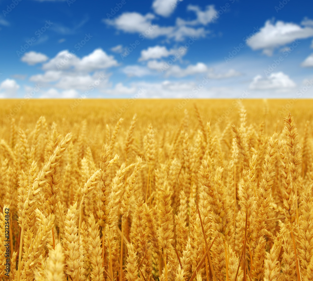 Naklejka premium wheat on the sky