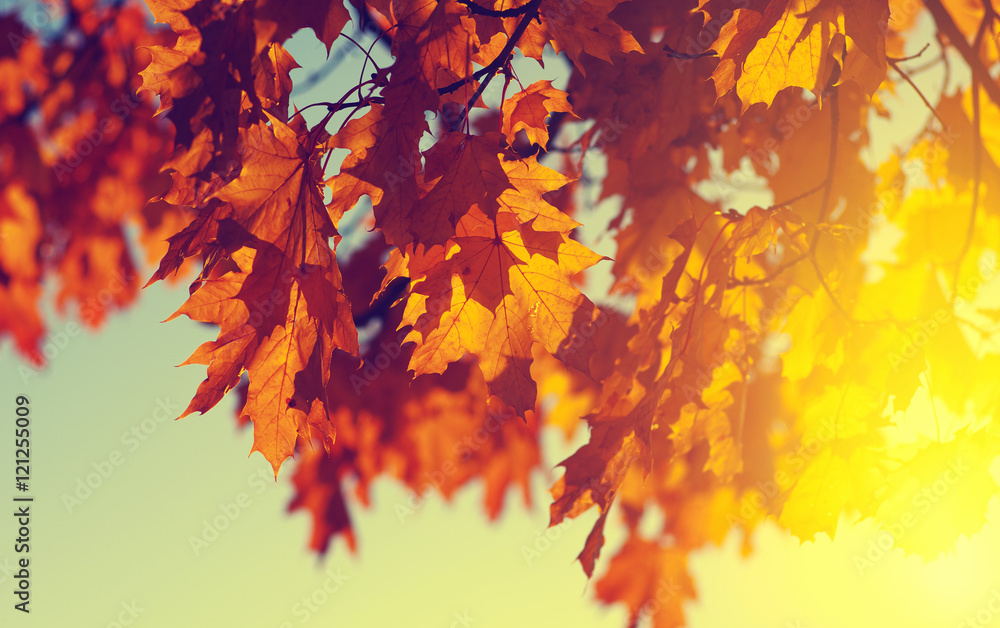 autumn leaves on sky autumn leaves on sky