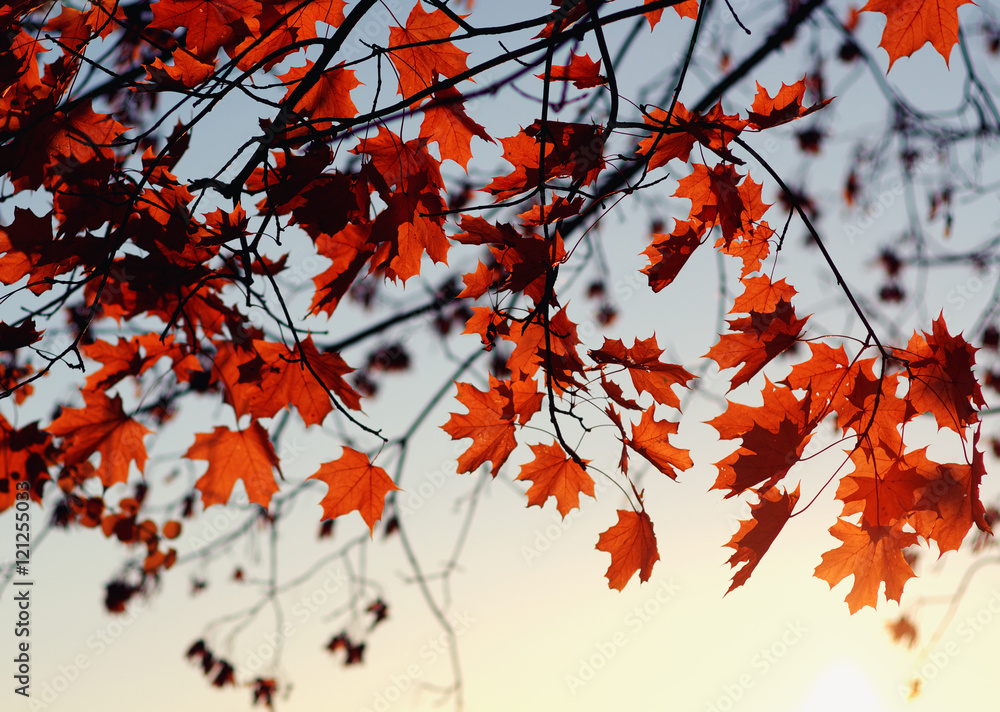 autumn leaves on sky