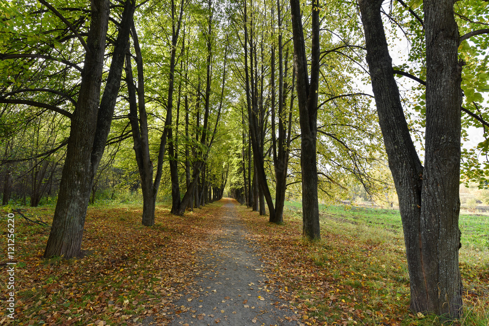 Fototapeta premium Fallen leaves on avenue of linden trees in autumn