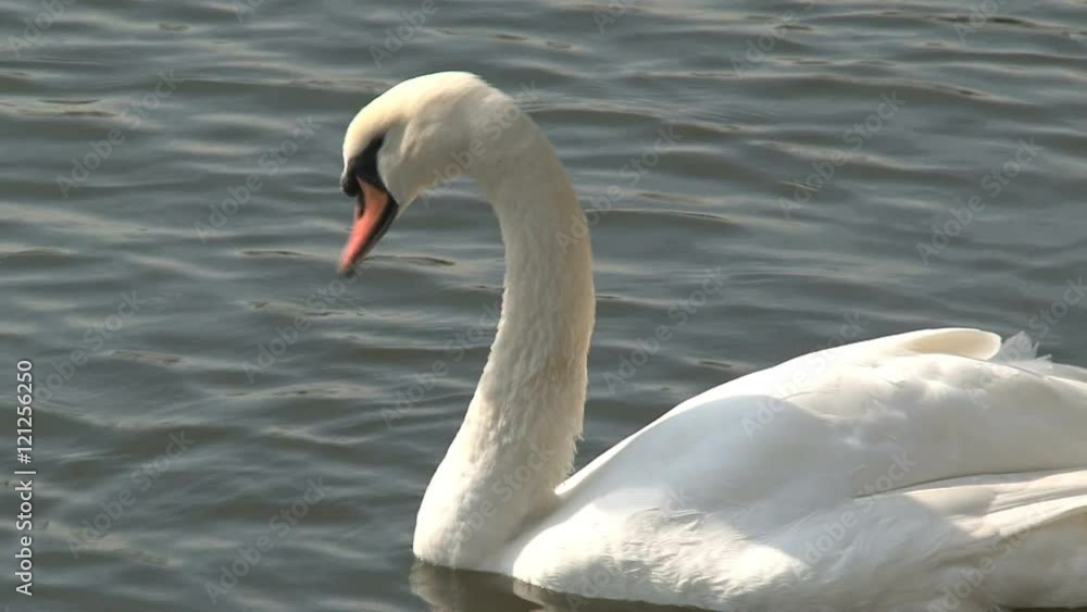 Swan stretching his wing, Prague Swan stretching his wing, Prague