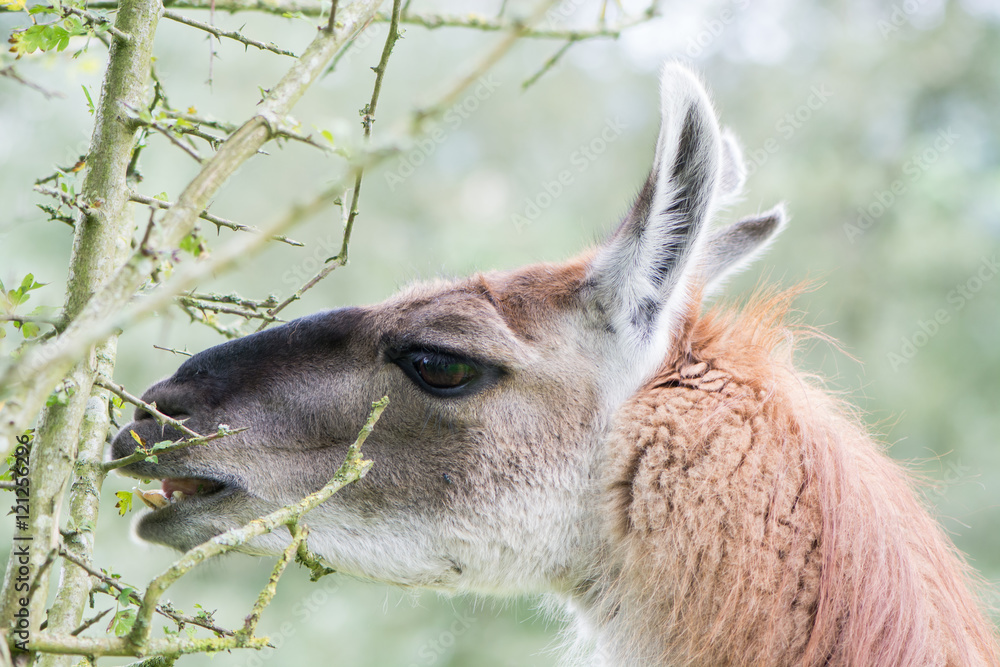 Llama delicately eating leaf from thorn bush. Domesticated camelid delicatly grazing leaves from hawthorn tree, avoiding thorns