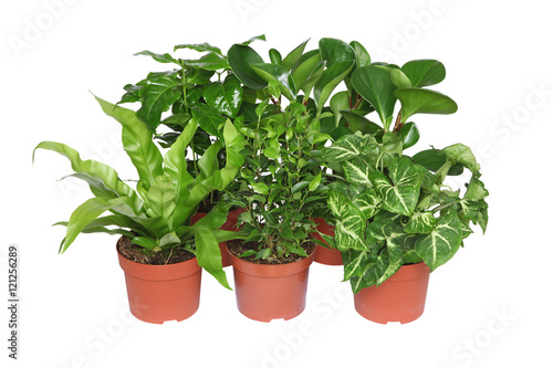 Diverses plantes vertes