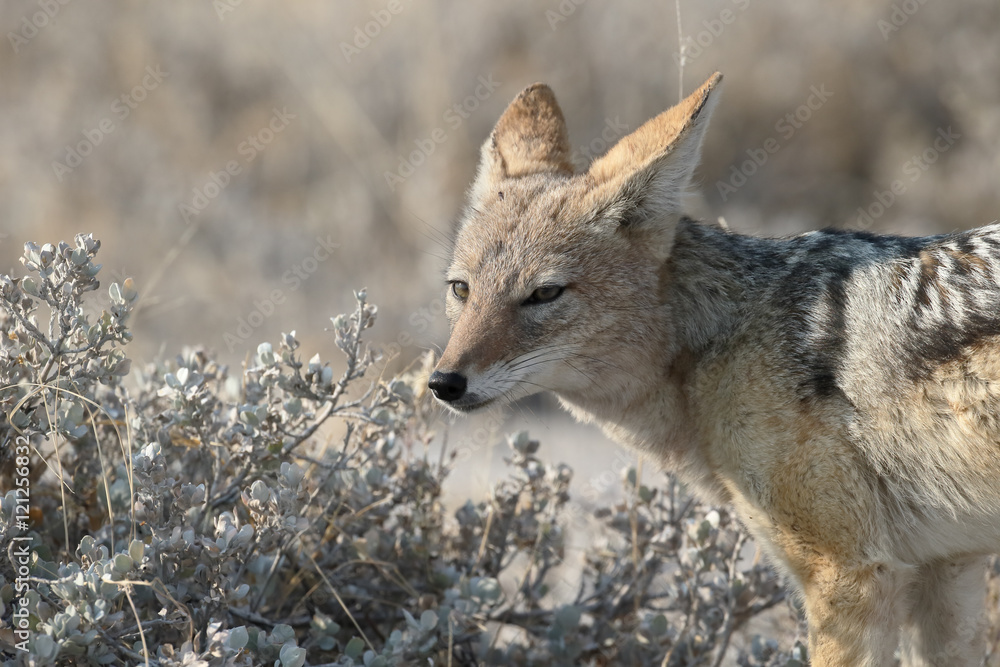 Black-backed jackal, Canis mesomelas Black-backed jackal, Canis mesomelas