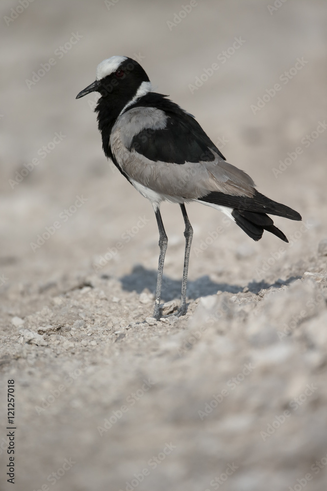 Obraz premium Blacksmith plover or lapwing, Vanellus armatus