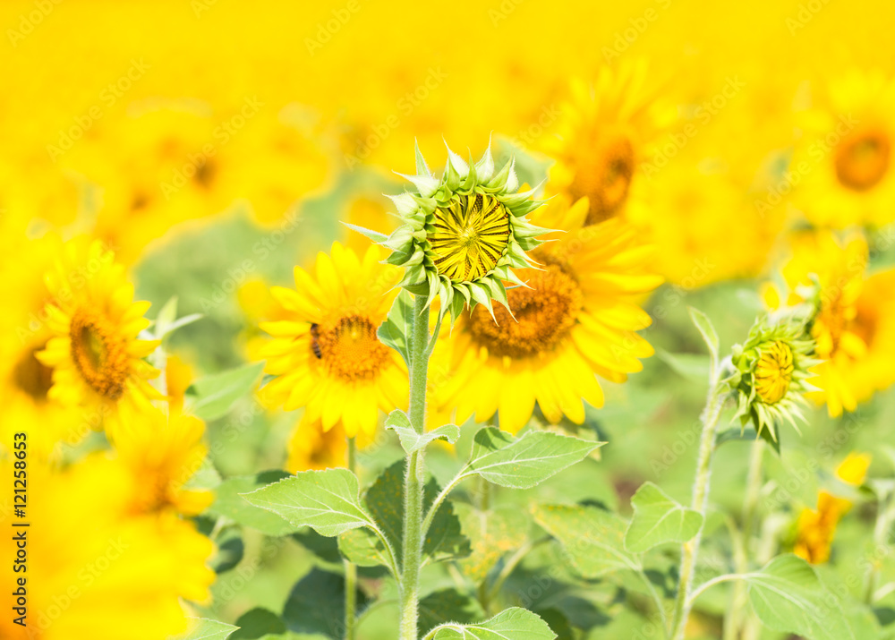 Field with sunflowers