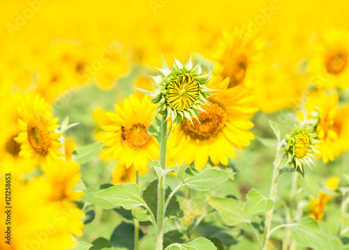 Field with sunflowers