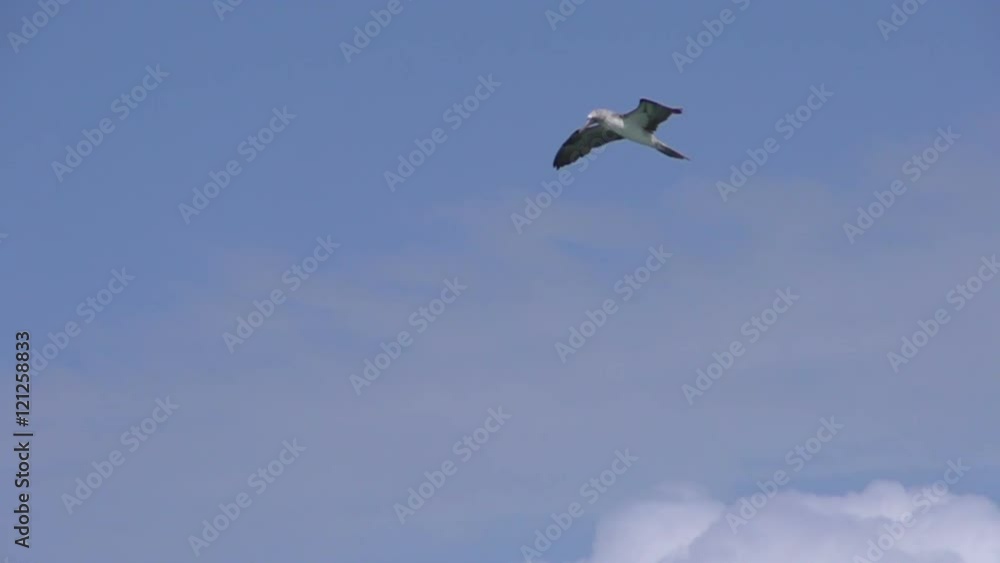 Blue footed booby flying in slow motion at Isabela, Galapagos Islands, Ecuador Blue footed booby flying in slow motion at Isabela, Galapagos Islands, Ecuador